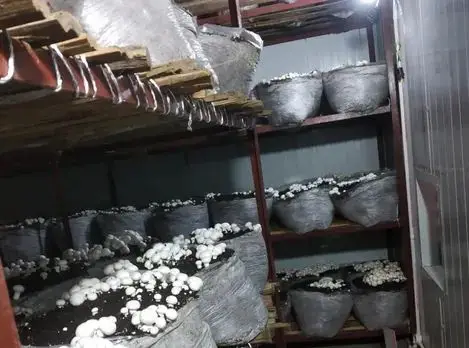 mashroom farming at home