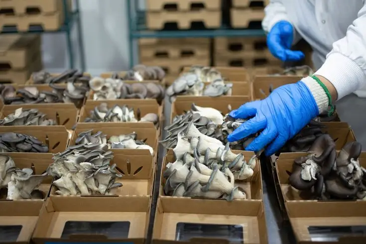 mashroom farming
