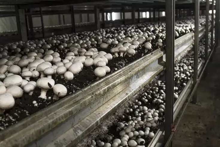 mashroom farming