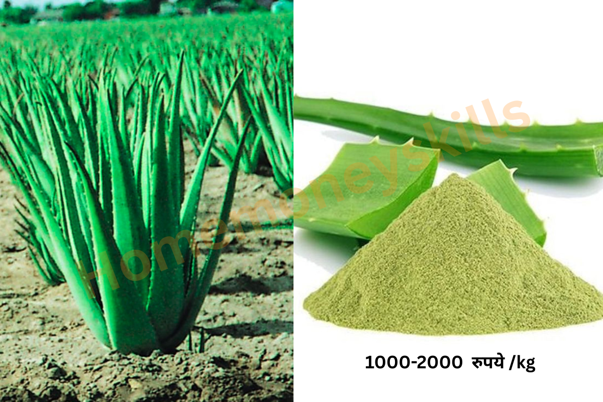 aloe vera powder