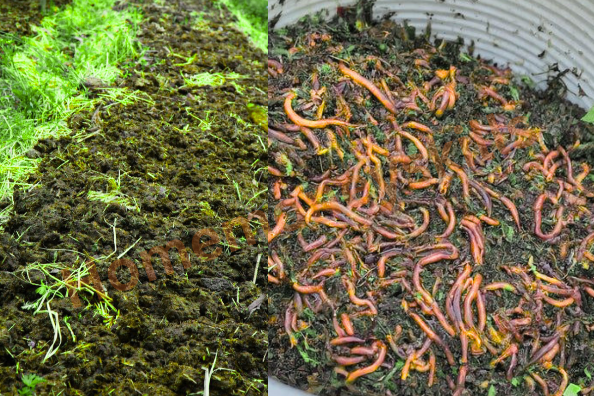 vermicompost organic fertilizer row metarial