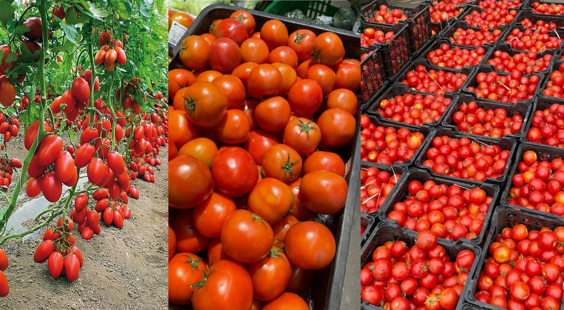 tomato selling