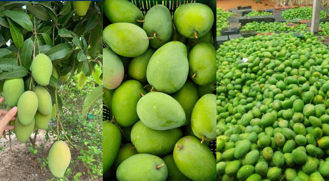 mango