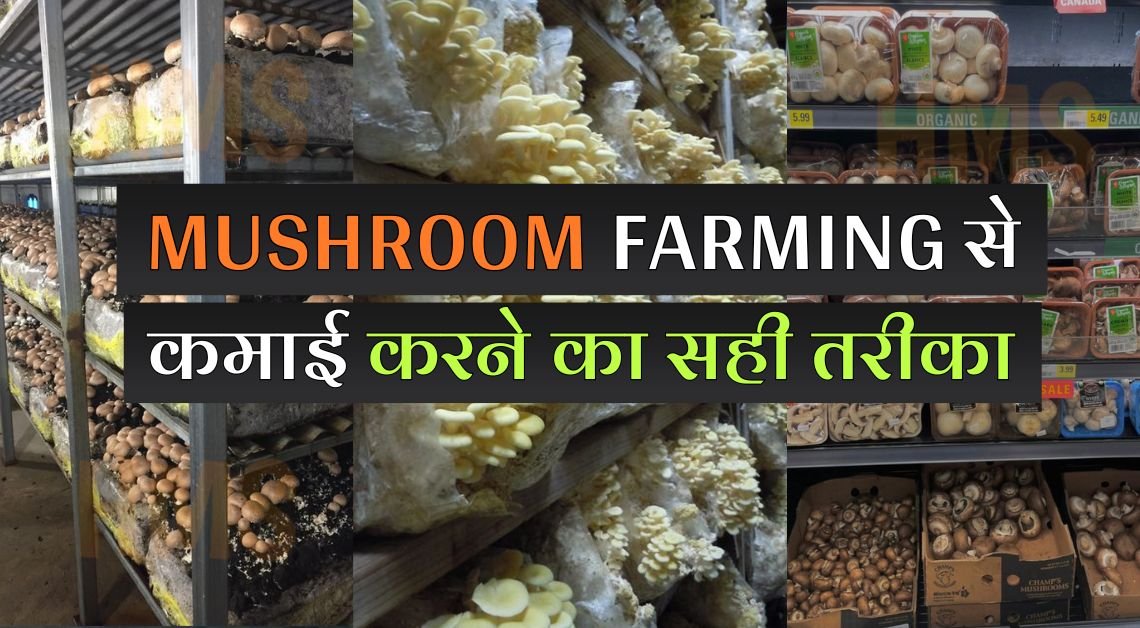 Mushroom Farming