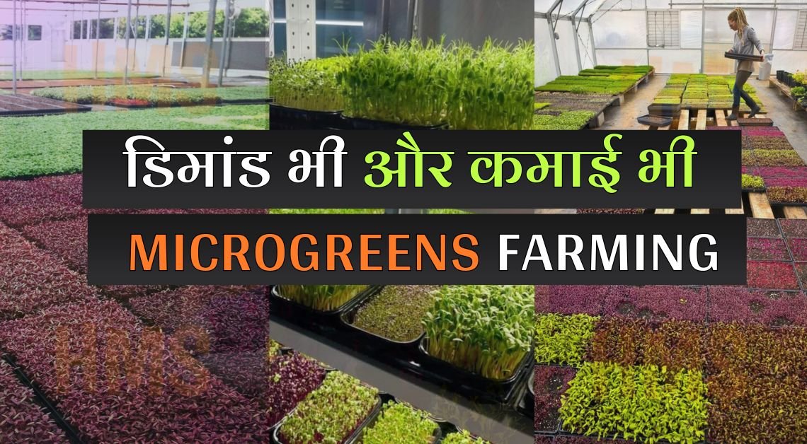 microgreens farming business