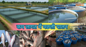 fish farming कैसे शुरू करें? profitable fish farming at home with low Investment